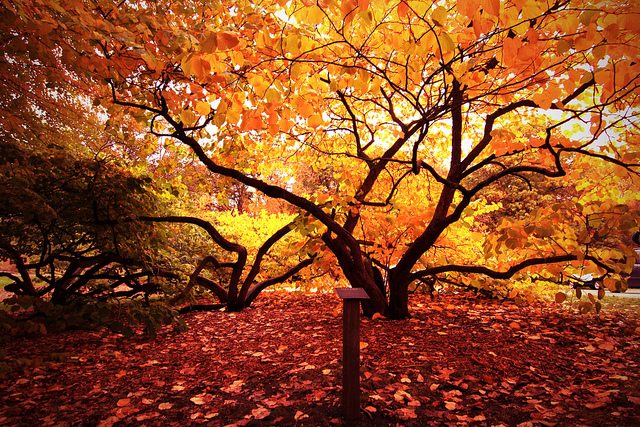 Ameetav Nangrani:Flickr