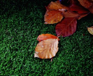 8196590255_50c88cb726_k