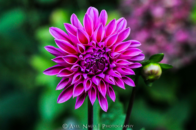 ©Axel Naud / Flickr