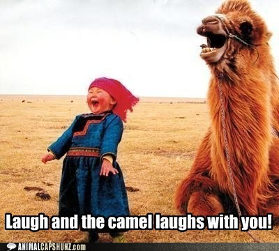 funny-animal-captions-laugh-and-the-camel-laughs-with-you