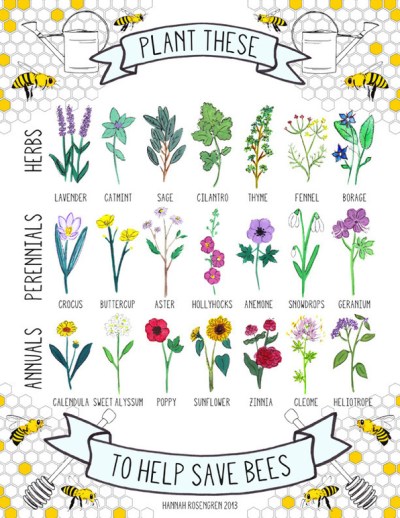 21 Bee-Friendly Plants © Hannah Rosengren 
