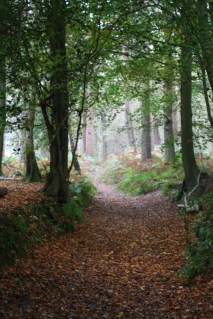 Autumn Woodland ©Emma Tuzzio