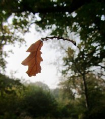 Leaf fall ©Emma Tuzzio