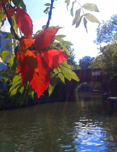 Autumn leaf ©EmmaTuzzio