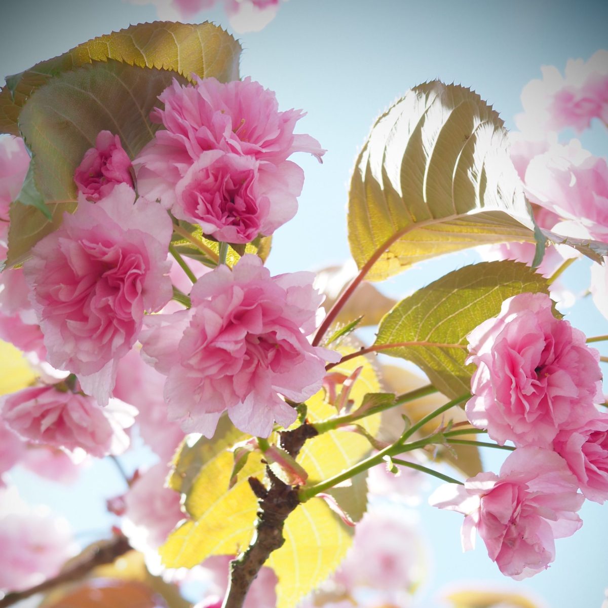 Pretty in Pink: Cherry Blossom Photography &&nbsp;Symbology