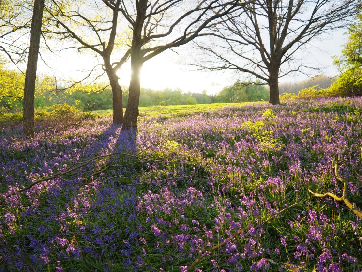 Bluebells at dusk ©Emma Tuzzio